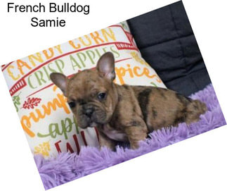 French Bulldog Samie