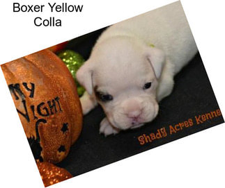 Boxer Yellow Colla