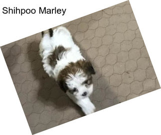 Shihpoo Marley