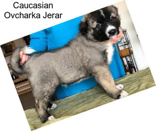 Caucasian Ovcharka Jerar