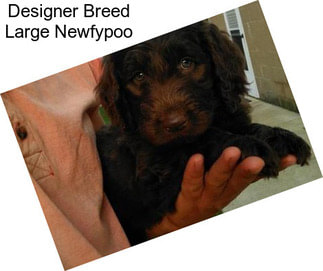 Designer Breed Large Newfypoo