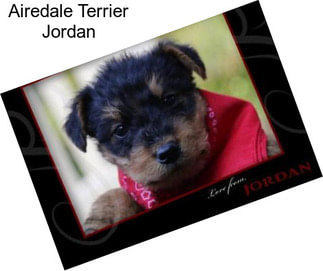 Airedale Terrier Jordan