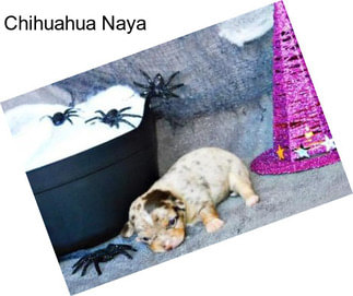 Chihuahua Naya