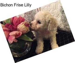 Bichon Frise Lilly