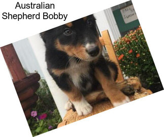 Australian Shepherd Bobby
