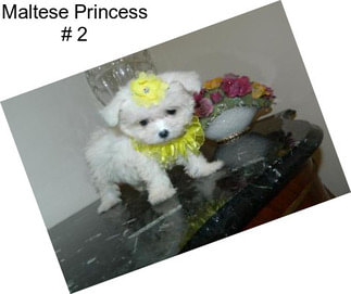 Maltese Princess # 2