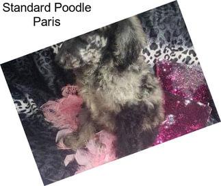 Standard Poodle Paris