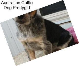 Australian Cattle Dog Prettygirl