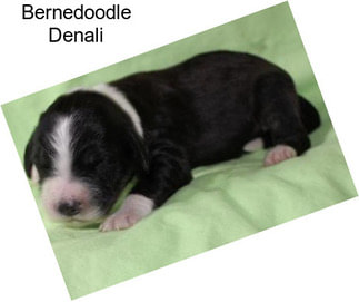 Bernedoodle Denali