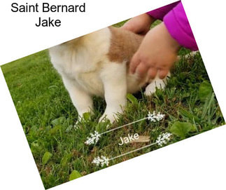 Saint Bernard Jake