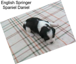 English Springer Spaniel Daniel