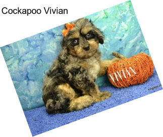 Cockapoo Vivian