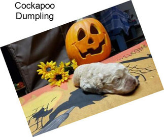 Cockapoo Dumpling