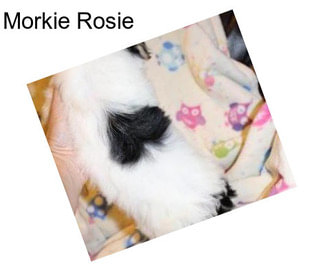 Morkie Rosie