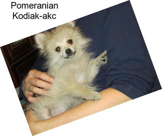Pomeranian Kodiak-akc
