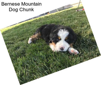 Bernese Mountain Dog Chunk