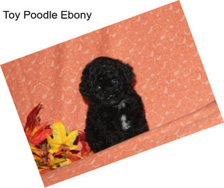 Toy Poodle Ebony