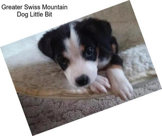 Greater Swiss Mountain Dog Little Bit