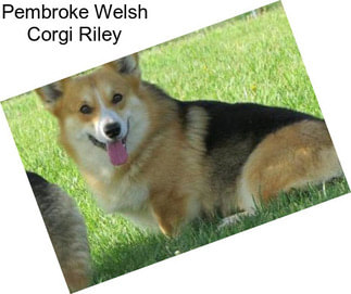 Pembroke Welsh Corgi Riley