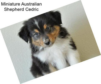 Miniature Australian Shepherd Cedric