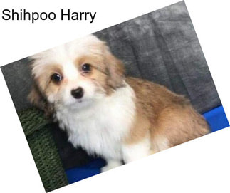 Shihpoo Harry