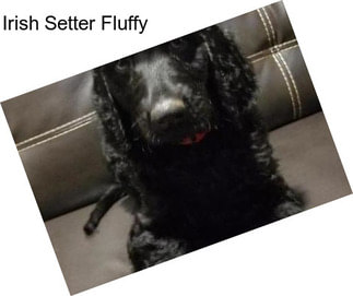 Irish Setter Fluffy