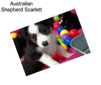 Australian Shepherd Scarlett