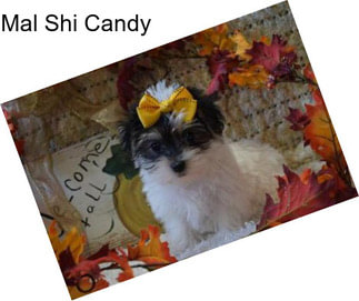 Mal Shi Candy