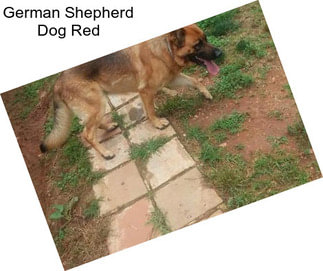 German Shepherd Dog Red