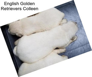 English Golden Retrievers Colleen