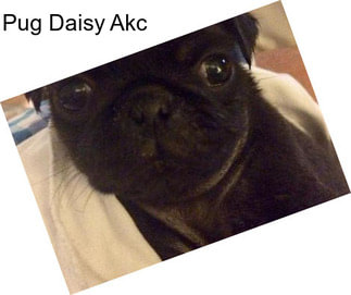 Pug Daisy Akc