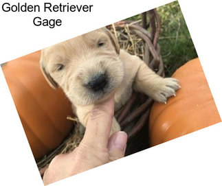 Golden Retriever Gage