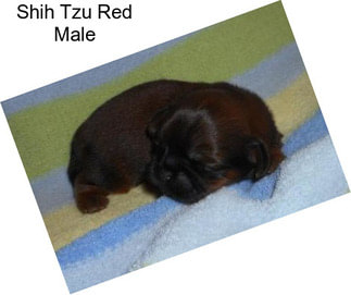 Shih Tzu Red Male