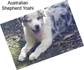 Australian Shepherd Yoshi