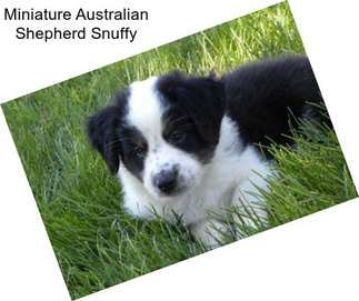 Miniature Australian Shepherd Snuffy