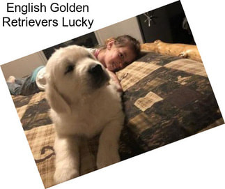 English Golden Retrievers Lucky