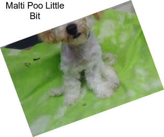 Malti Poo Little Bit