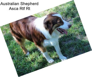 Australian Shepherd Asca Rtf Rt