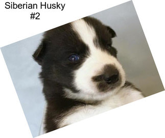 Siberian Husky #2