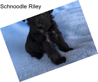 Schnoodle Riley