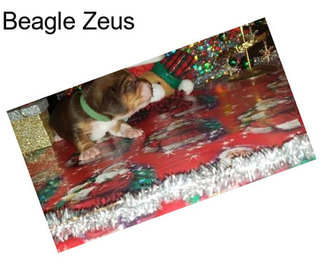 Beagle Zeus