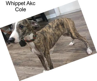 Whippet Akc Cole