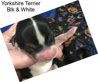 Yorkshire Terrier Blk & White