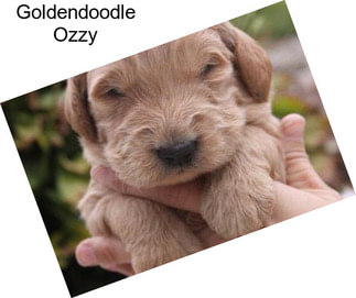 Goldendoodle Ozzy