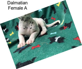 Dalmatian Female A