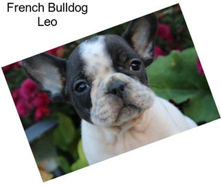 French Bulldog Leo