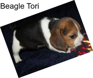 Beagle Tori