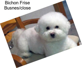 Bichon Frise Busnes/close