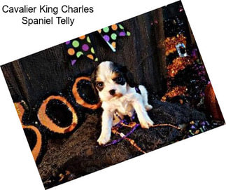 Cavalier King Charles Spaniel Telly