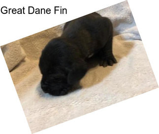 Great Dane Fin